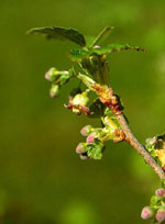 MSA RIBES NIGRUM 50 ML - Farmamood